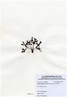 藏品(有柄褐扇藻)的圖片